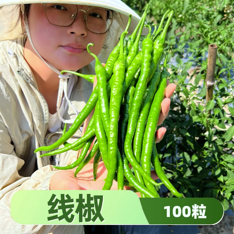 长线椒种子小朱爱三农甄选早熟薄皮辣味适中青红辣椒种籽菜园种植