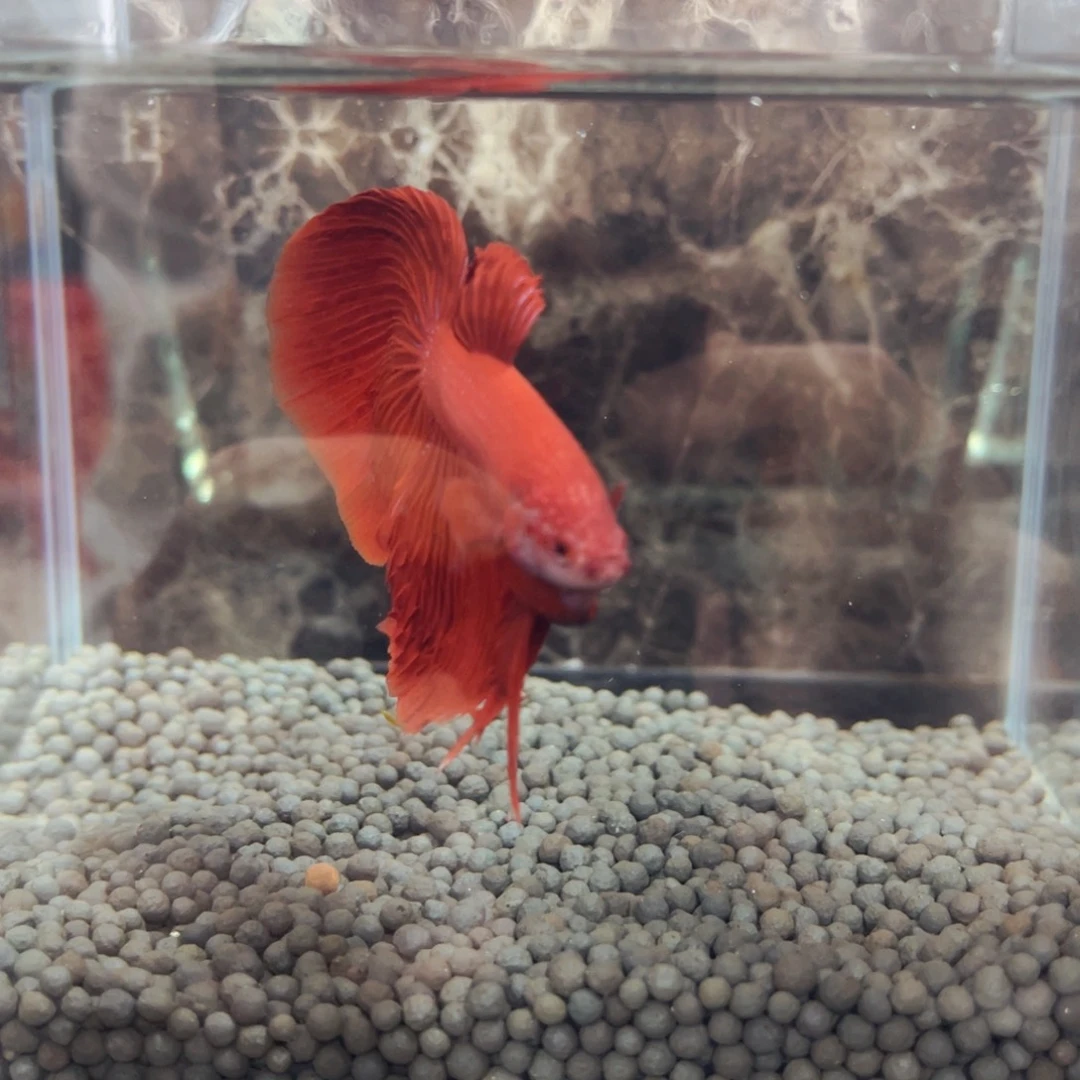 斗鱼巨诶佛佛的卢日科夫卡夫卡让开让开让开