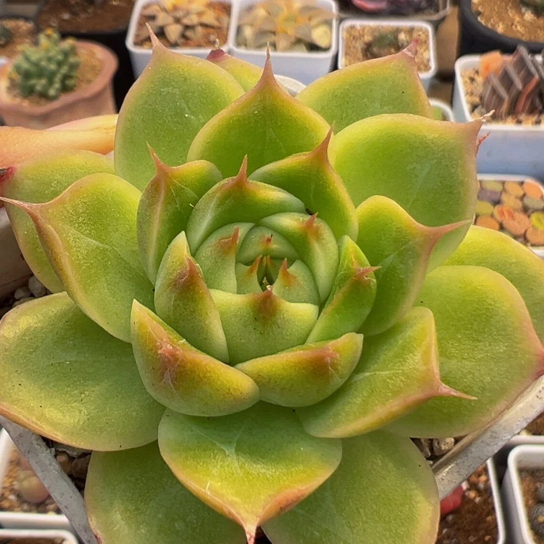 199多肉植物百科植物