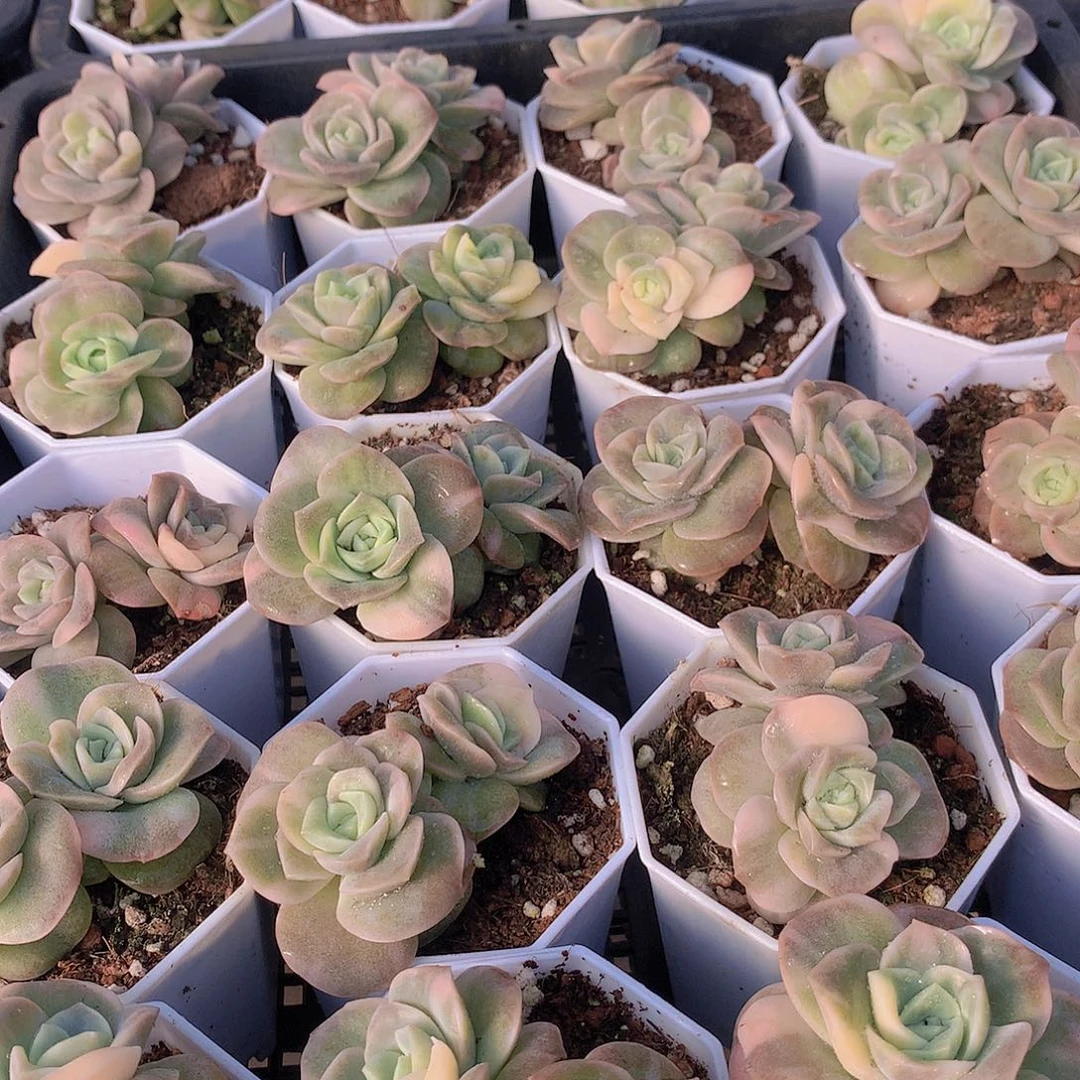 双头可爱玫瑰锦356778899990