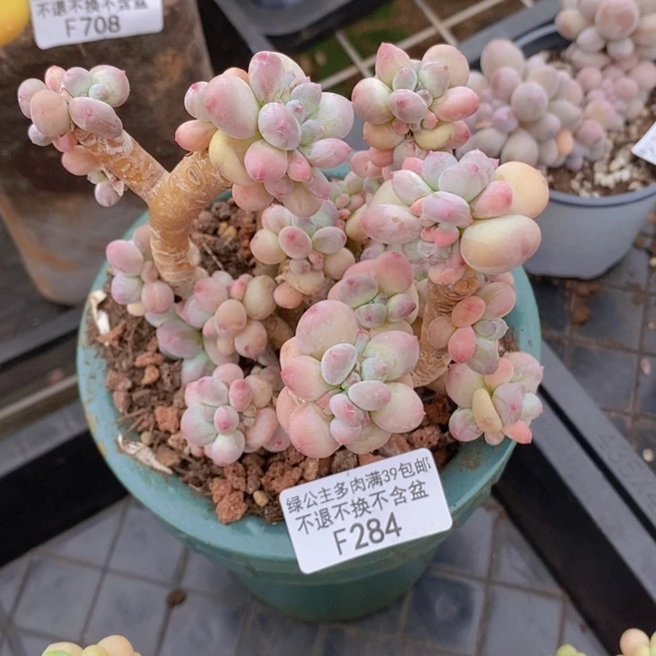 苹果奶10cm284多肉植物