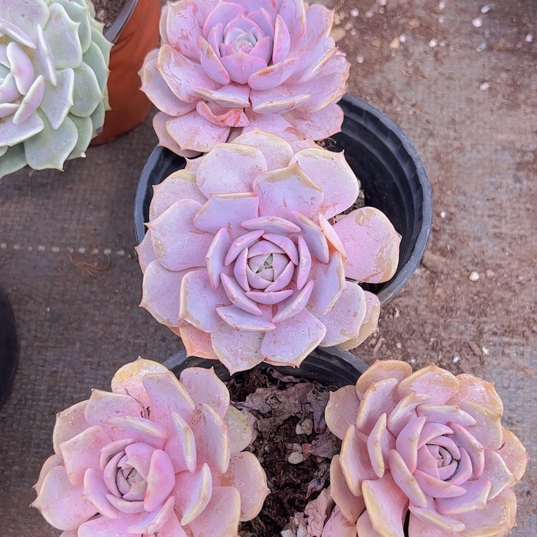 2盆粉蝶 双头起发