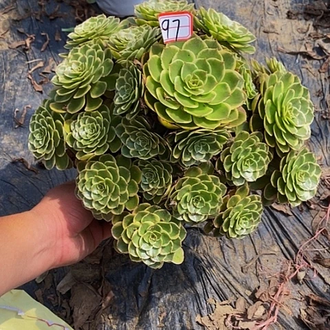 粉花妖老桩捧花97号