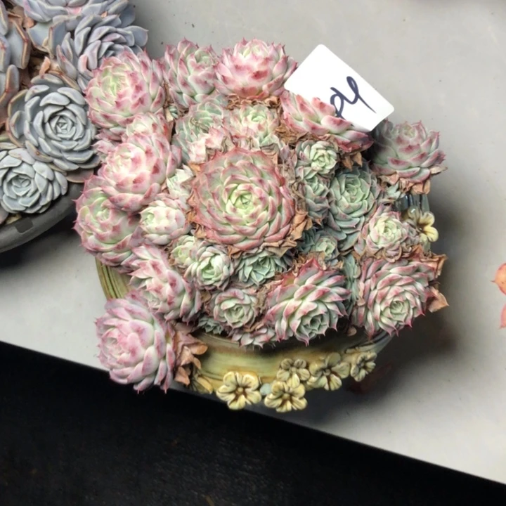 g****k44////////////