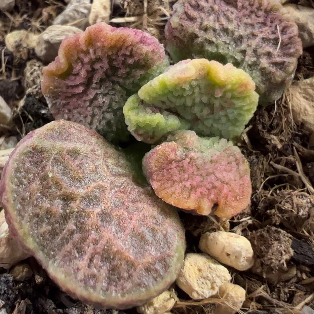 实生新品多肉植物水泡72号