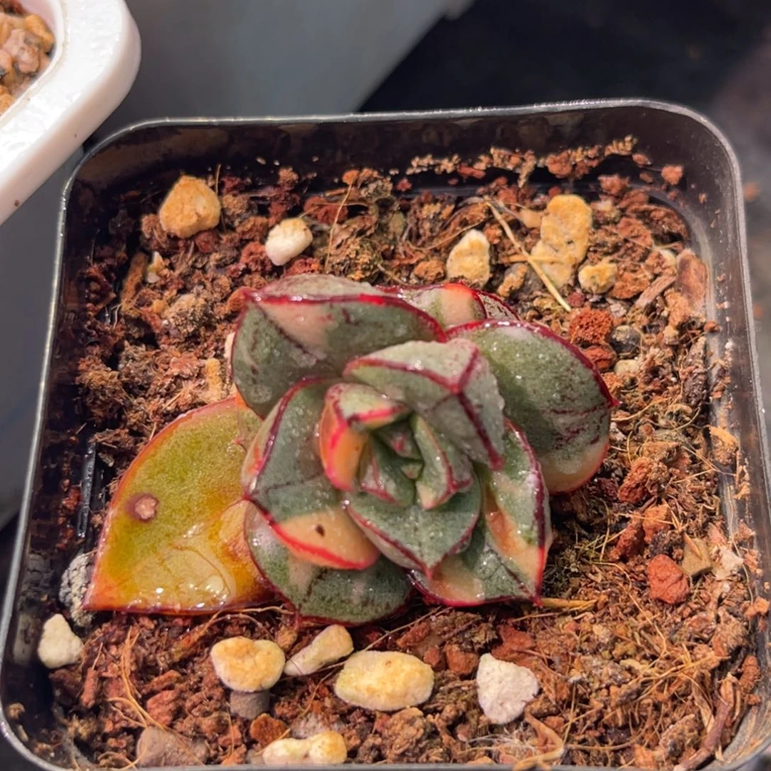 尚品特价麒麟座锦