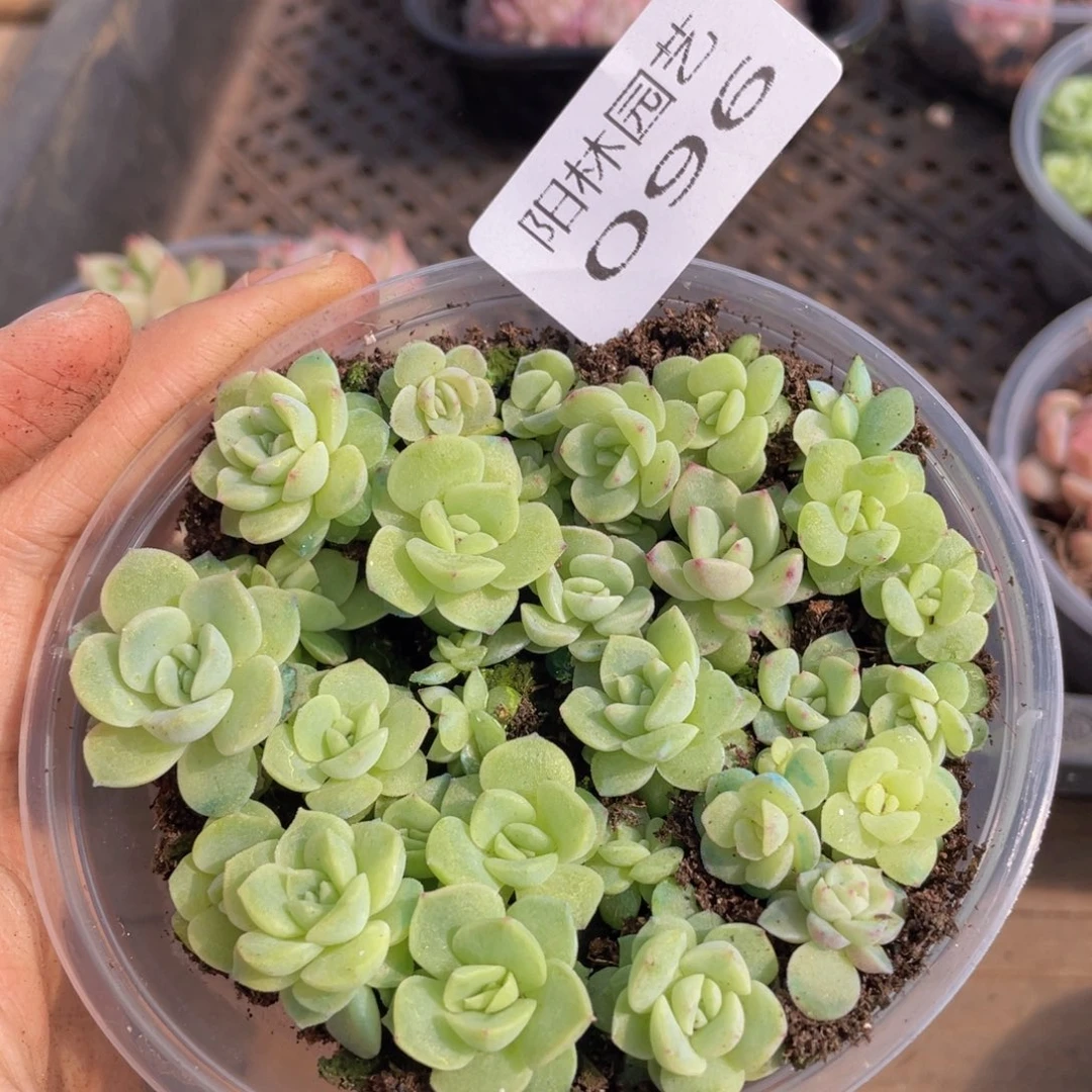 多肉植物多肉植物96
