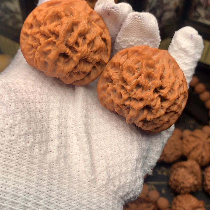 我****一45尺秦岭野生龙纹官帽