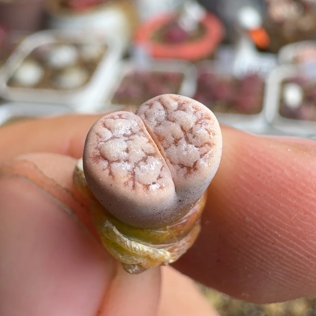 似*，F039189杂交回交