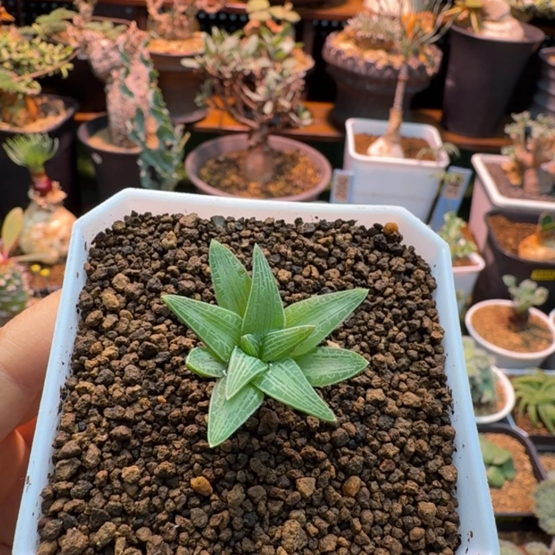 块根寿477 仙人掌