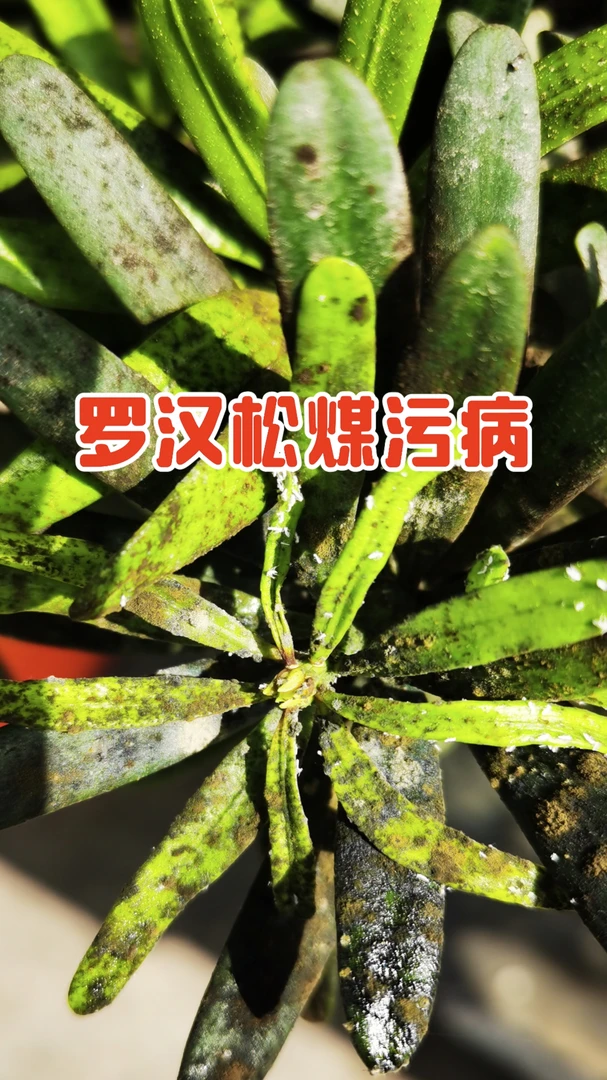 罗汉松盆景、地栽罗汉松、黄叶 枯叶 干尖 蚜虫 蚧壳虫都可以使用
