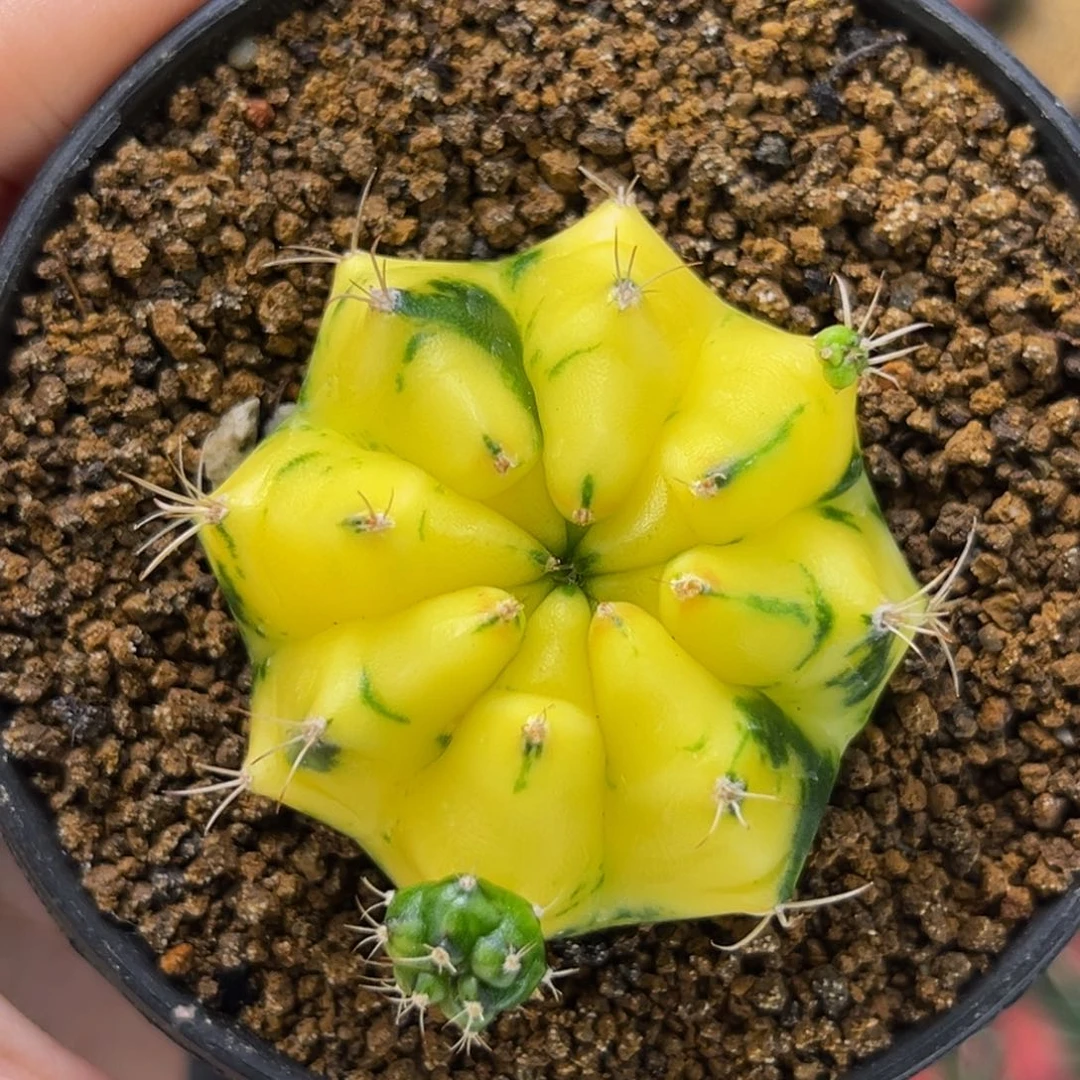 柠檬黄 米哈仙人球