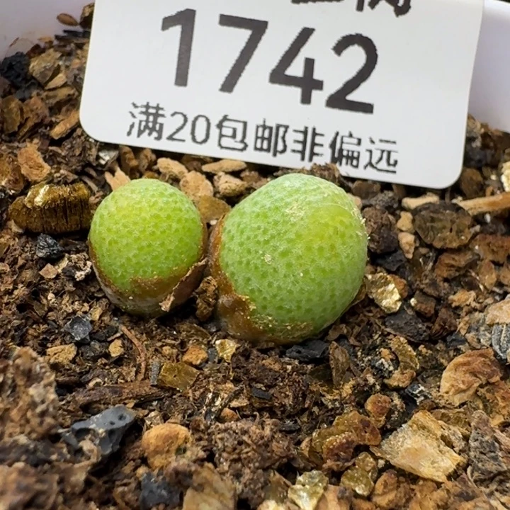 玉米双头带盆土发货