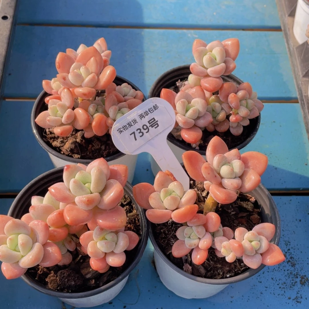 739号优选红洛神老桩群生两个