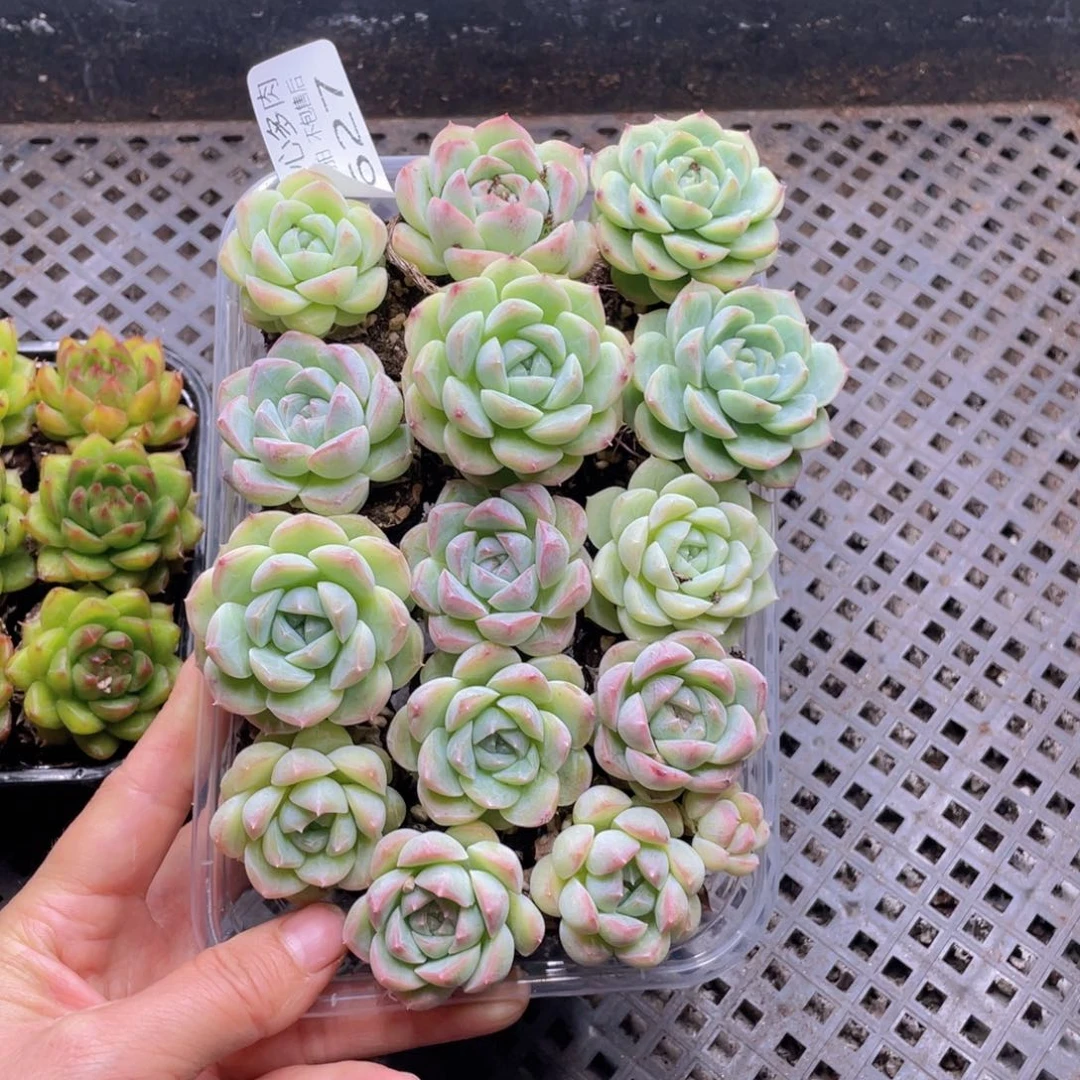 云糖心多肉植物627