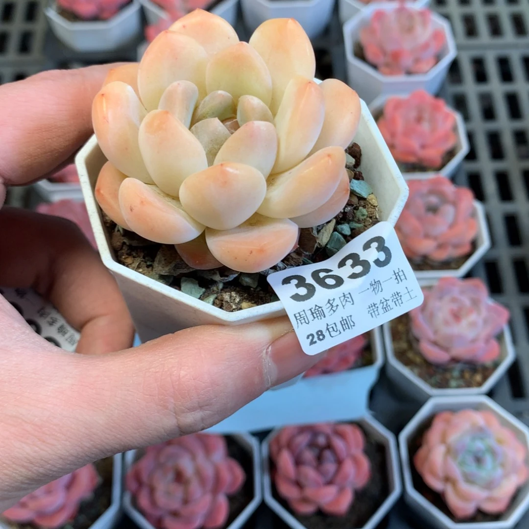 5厘米盆精控多肉3633