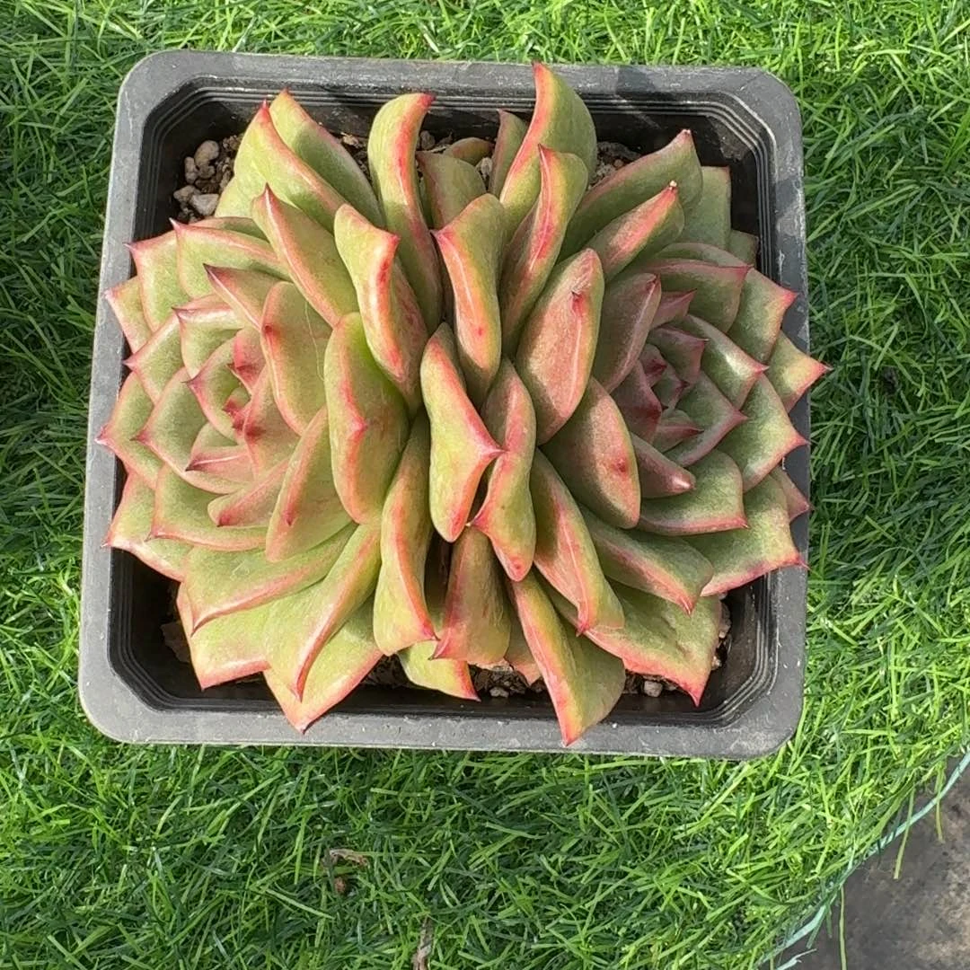 ****好无花朵蔷薇玛利亚