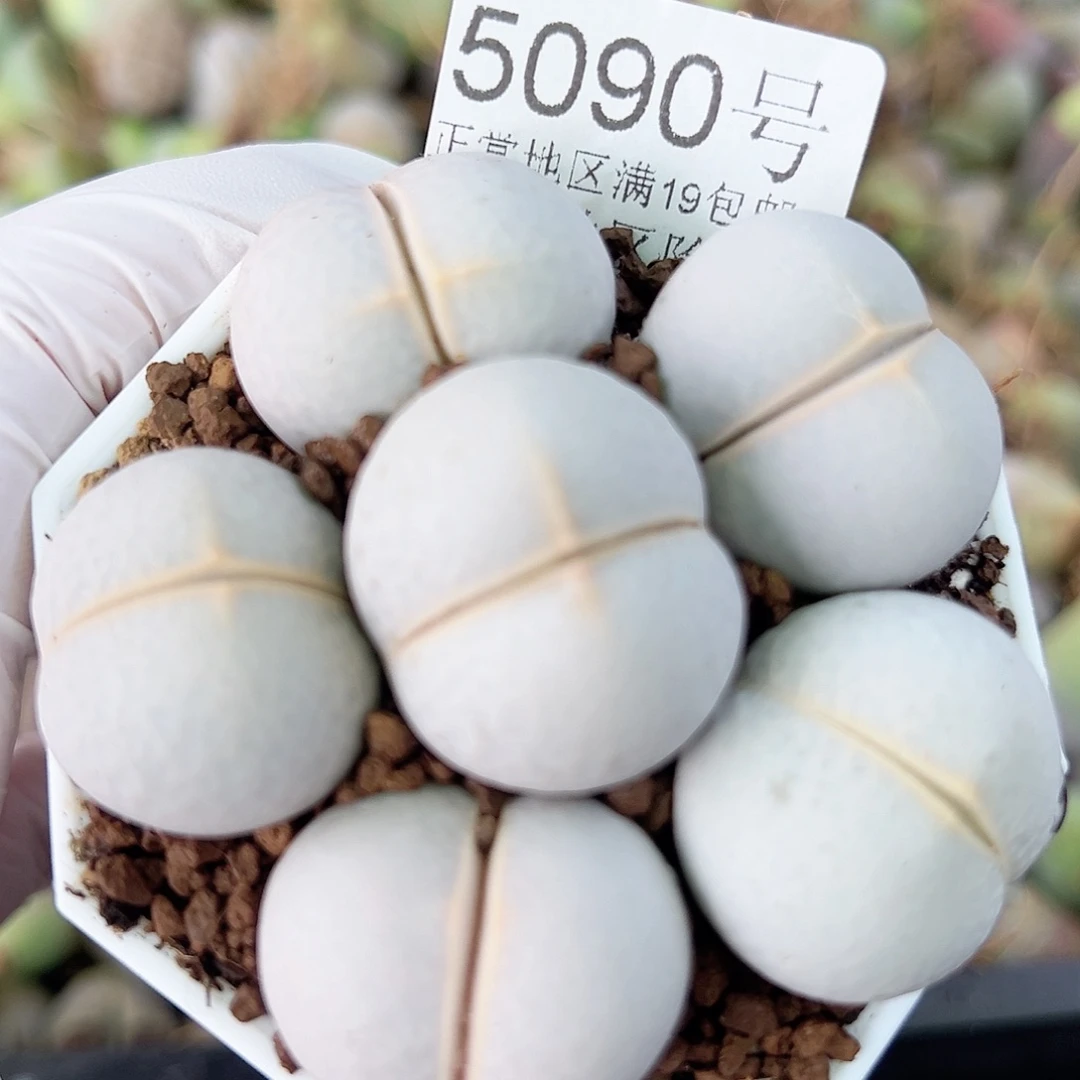 5090 好养易活生石花大母本