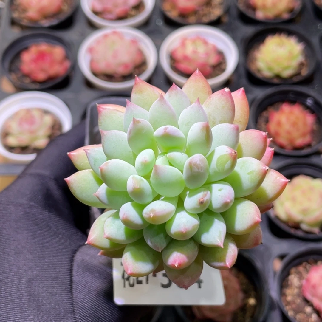 花利美27-304明珠