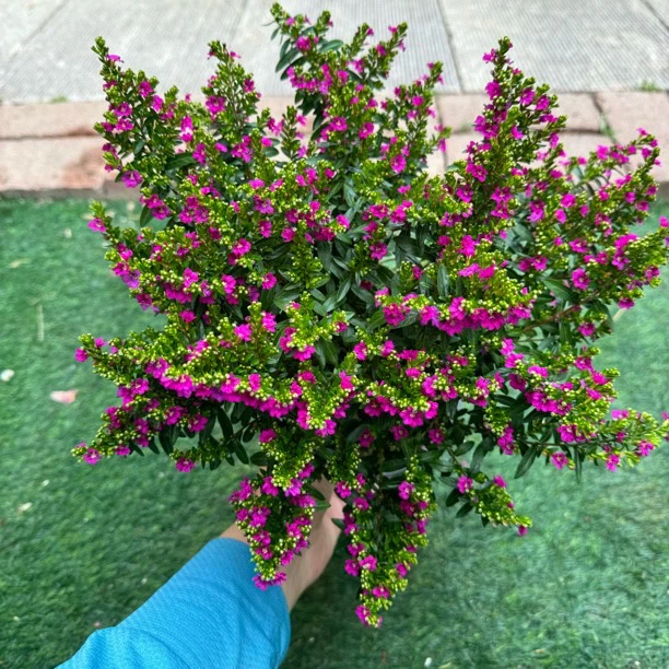 独杆满天星盆栽棒棒糖造型盆景四季开花室内阳台花卉庭院常绿好养