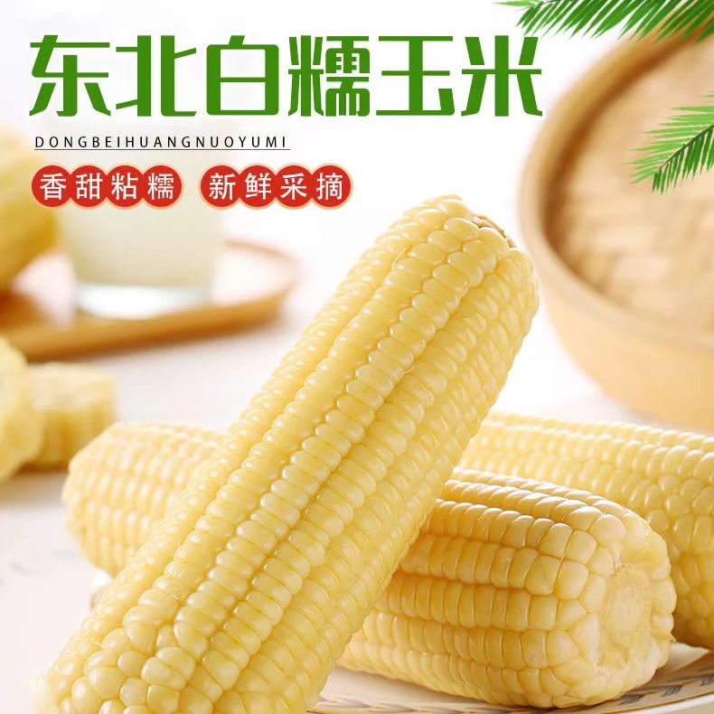 金铝箔白糯玉米东北白糯8大根整箱6斤以上 试吃2根