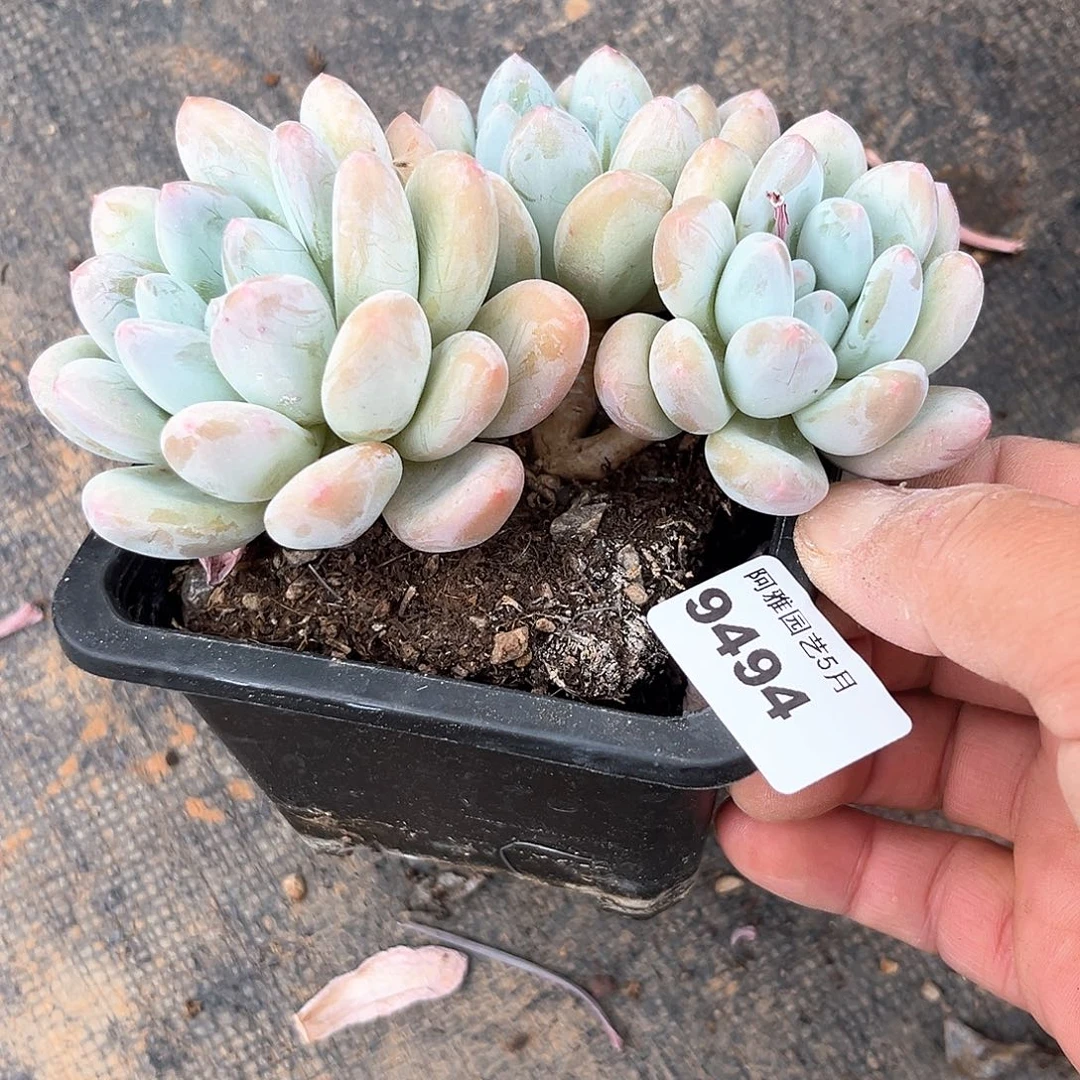 阿雅园艺。  9494