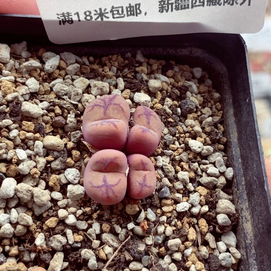 我的小姐姐们都是我6364