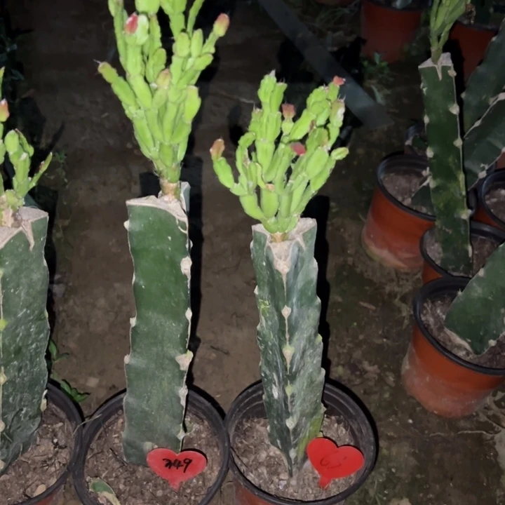 小***花当前无花栽培后可以开花火焰349 63两颗