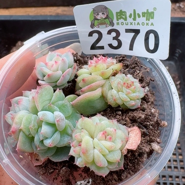 多肉植物多肉植物