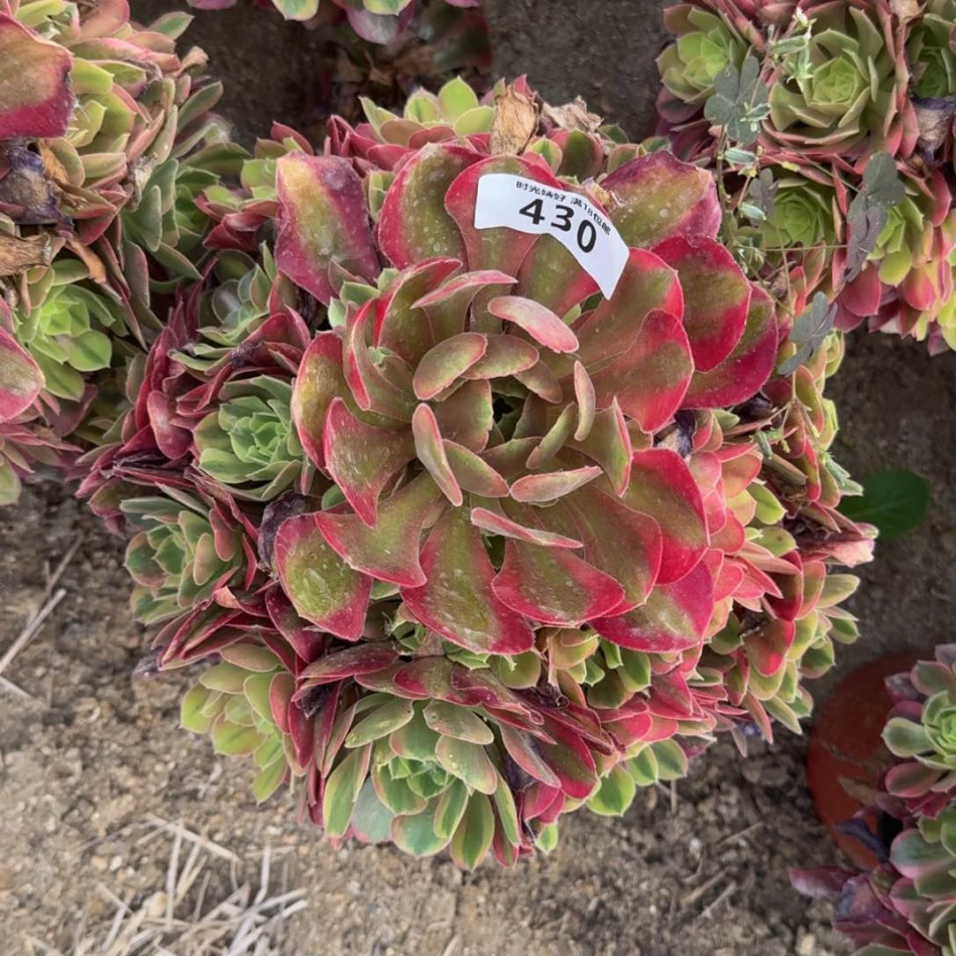 ～**～430红袖寄养到秋