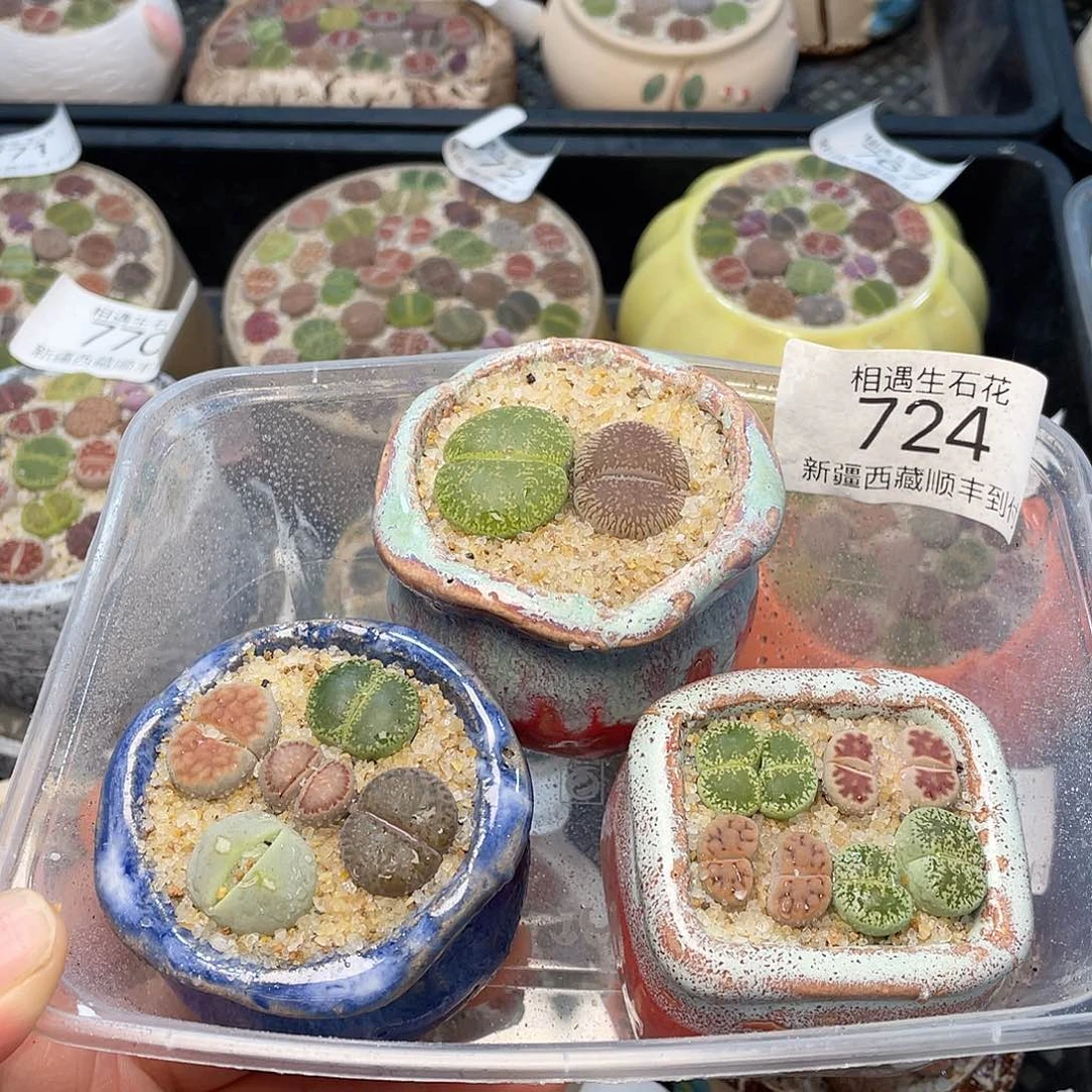 相遇开播福利724