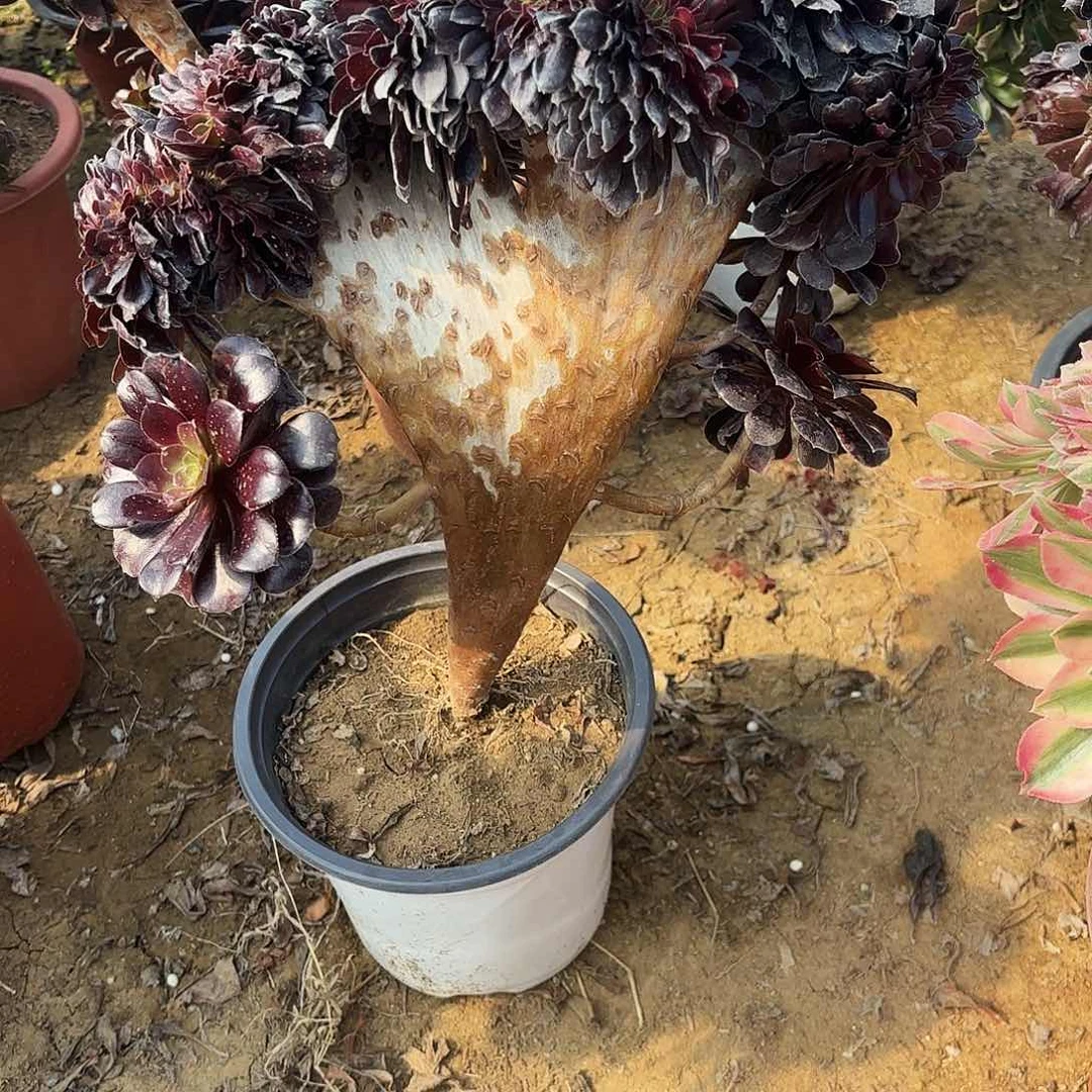 绿**情066欧子缀多肉植物