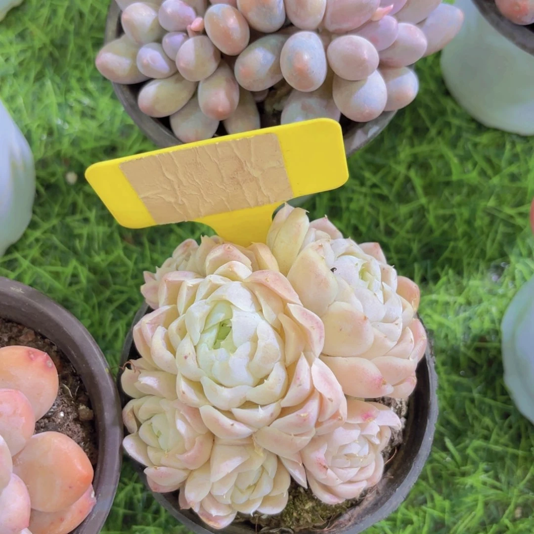 逃***#我的小可爱们都好可爱