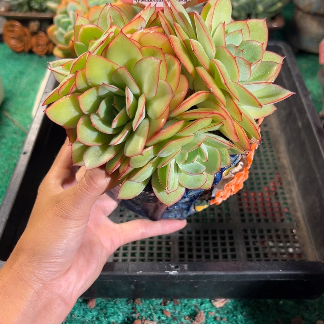 表妹精品多肉植物6163.