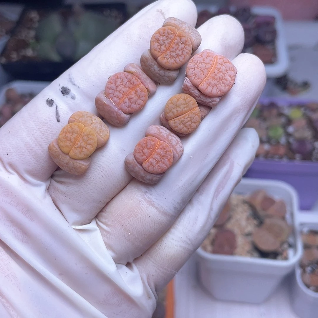 74 拿铁………………………………