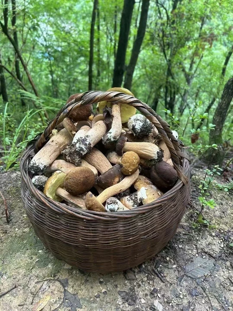 大眼推荐：甘肃陇南康县阳坝深山野外生长牛肝菌荞面菌纯干货