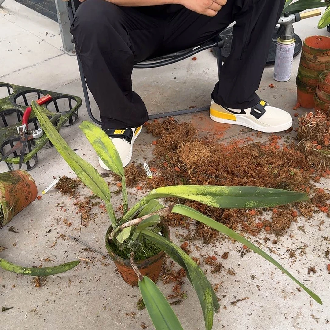当前无花栽培后可以开花    蓝马，赫克托，陶盆发货