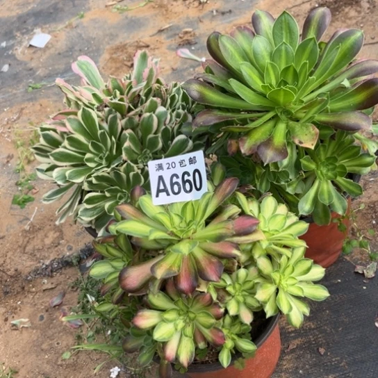 660三个法师不包断枝