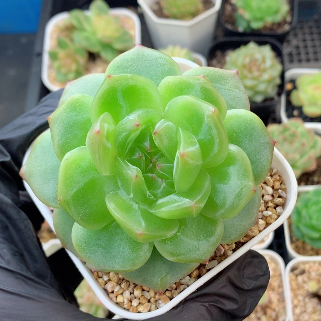 58包邮  群生不包整海洋之星89