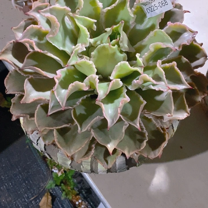 ?**涵夏悦多肉 0225-68饺子皮