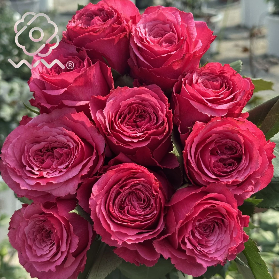 老磨盘【小红莓】月季