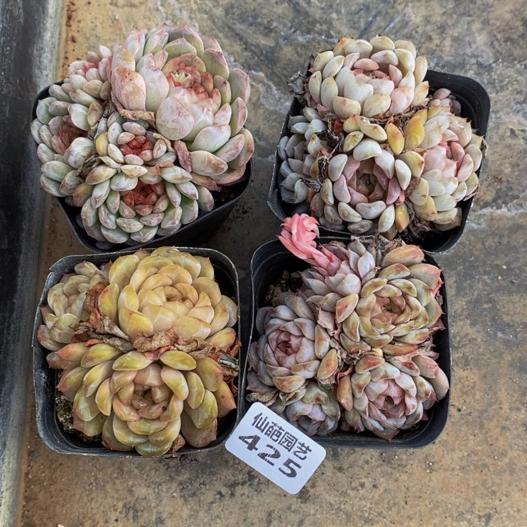 Y*425多人在一起的时候我