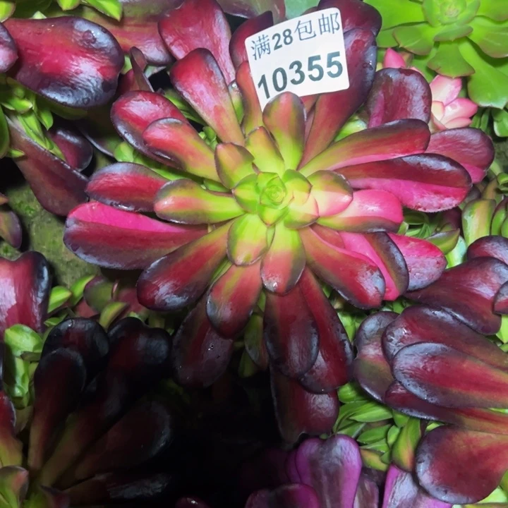 10355南夕阳多肉植物