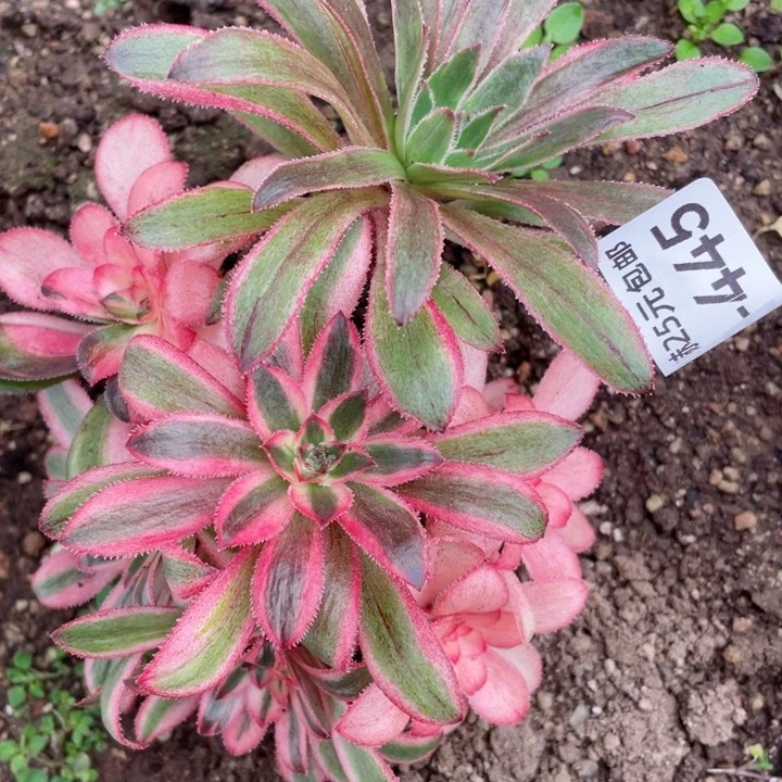 445初恋有砍多肉112345678