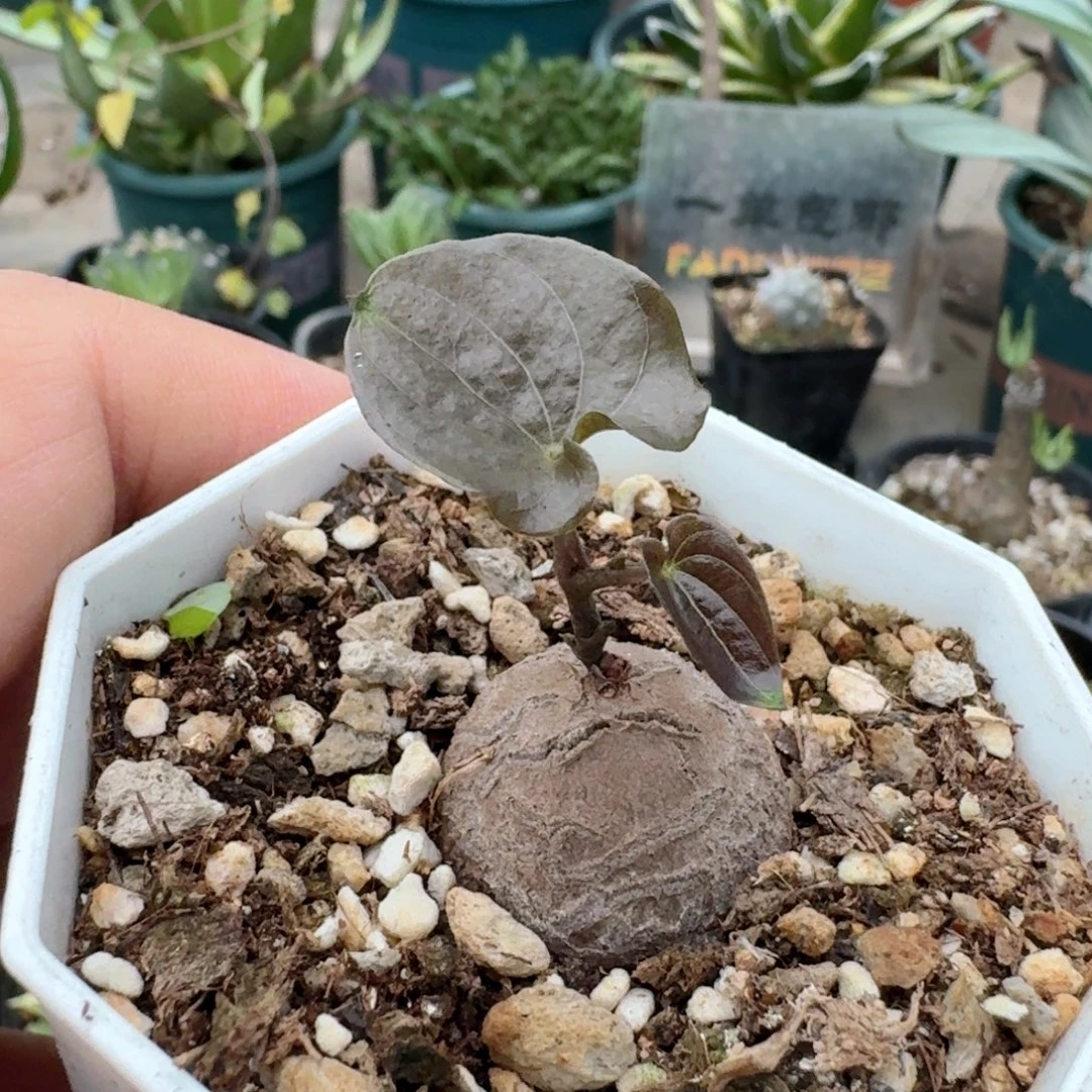 H***~441南非龟甲龙带盆发货