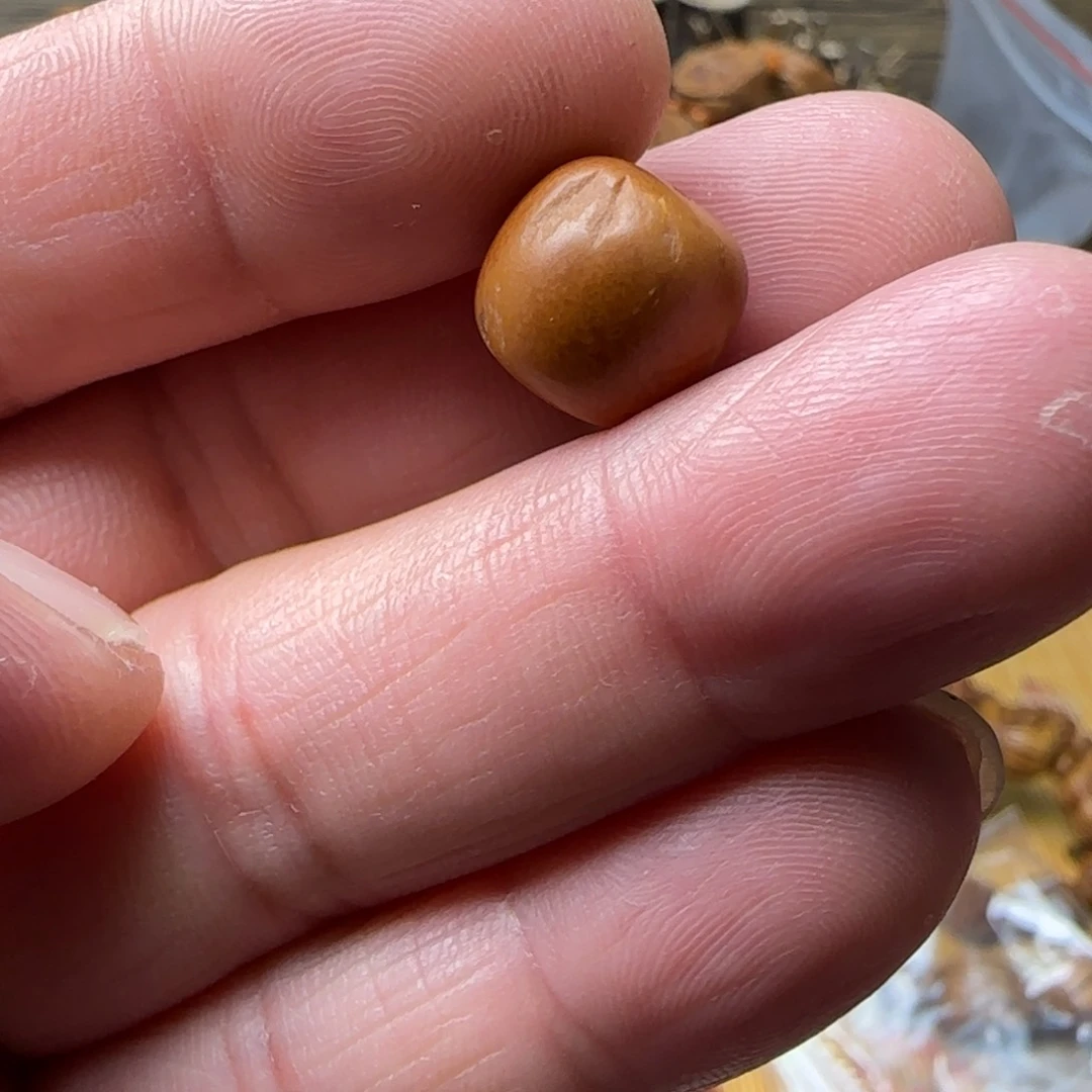 爱**，龙纹桃核单籽补货地址