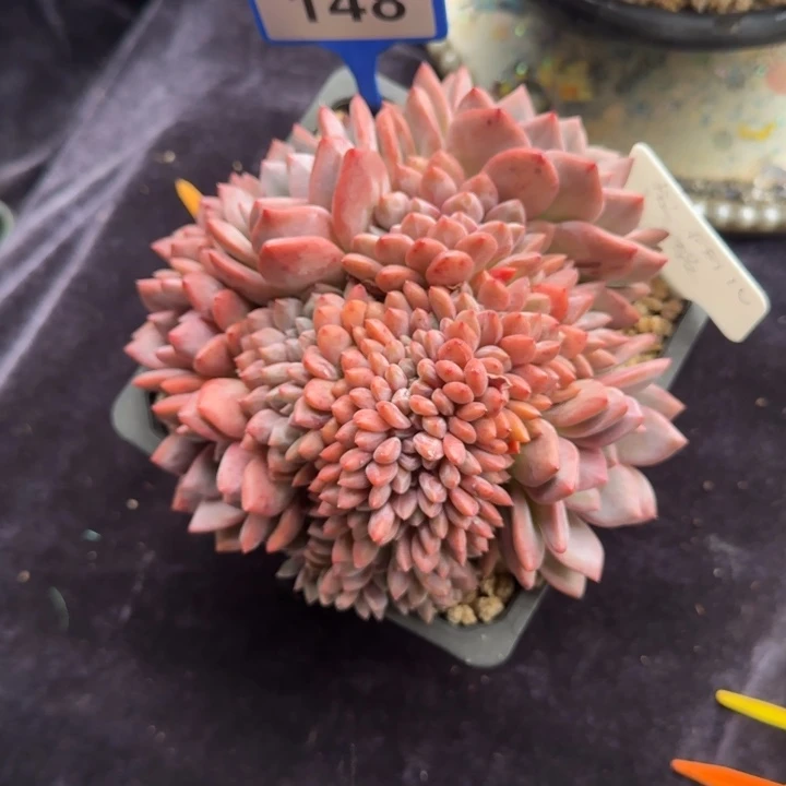 多肉植物爱丽儿缀148