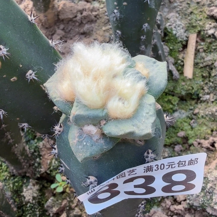 无花朵838盾尤龙角牡丹掌东五