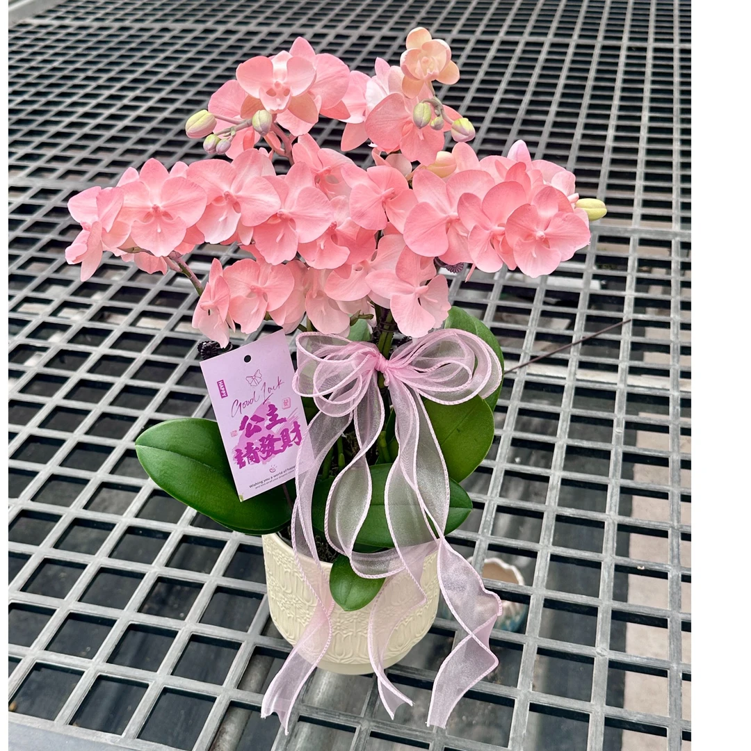 【火烈鸟组盆】好养易活蝴蝶兰颜色精致活体高端喷色马卡龙稀缺色系