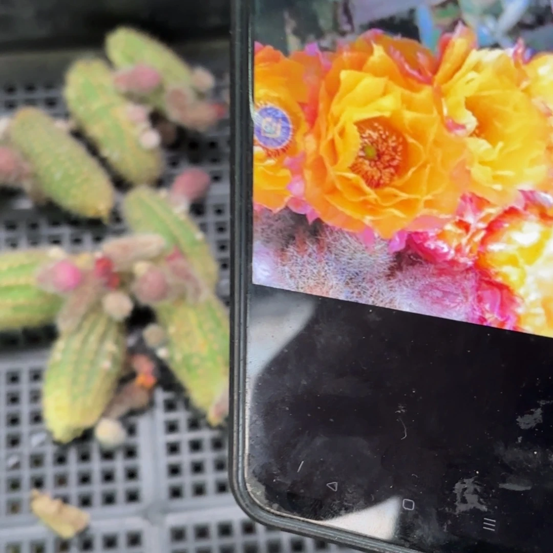 美梦白檀2颗侧牙20包邮仙人球22